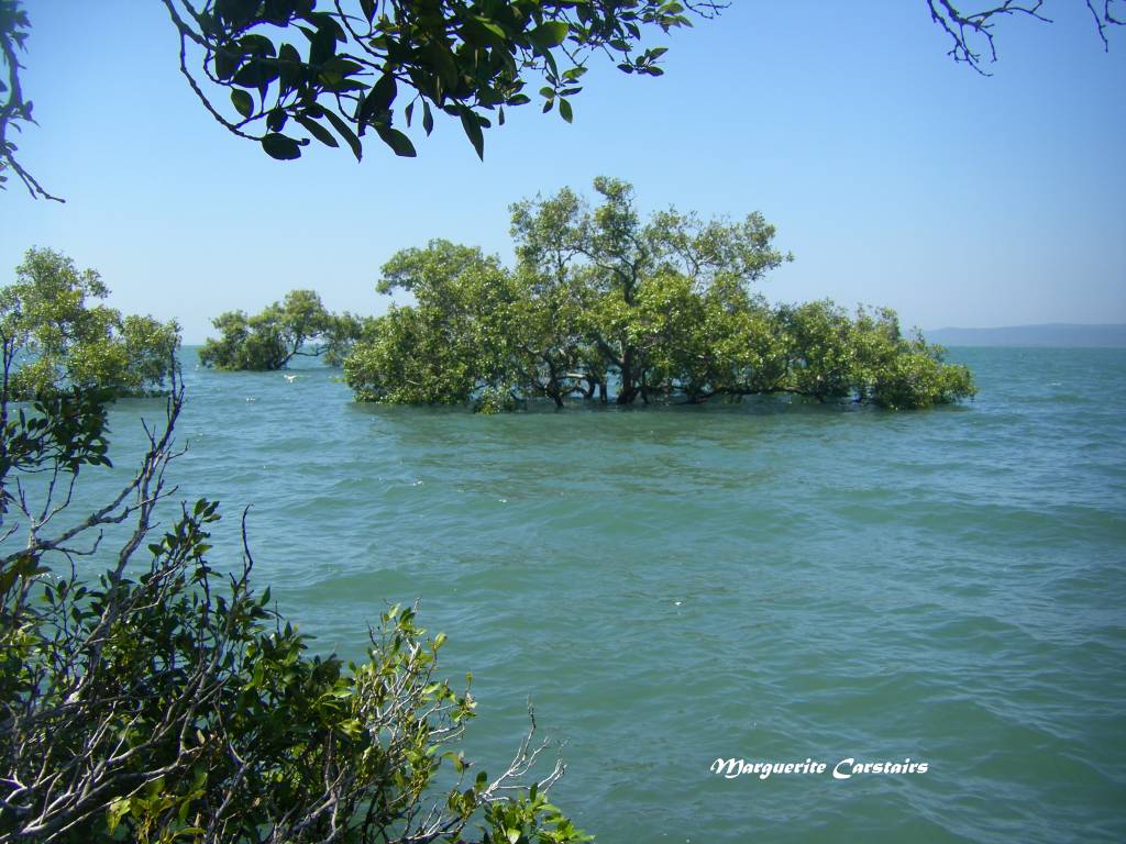 High tide Mangroves